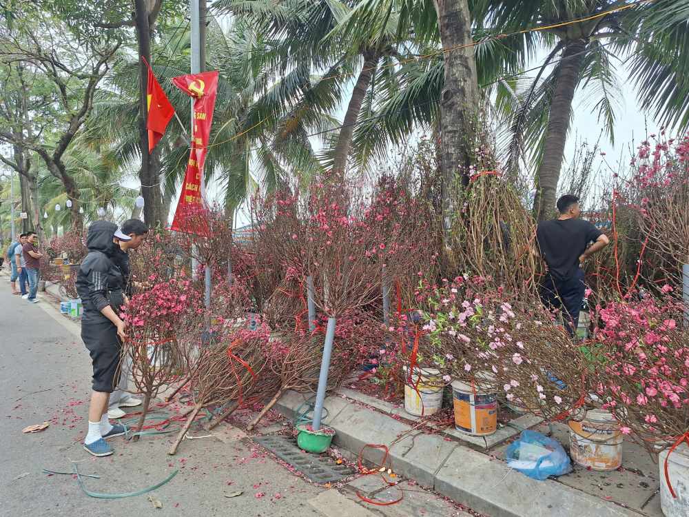 Thời tiết ấm áp những ngày giáp Tết khiến hoa đào nở bung, tiểu thương buồn vì bán chậm. Ảnh: Quỳnh Chi