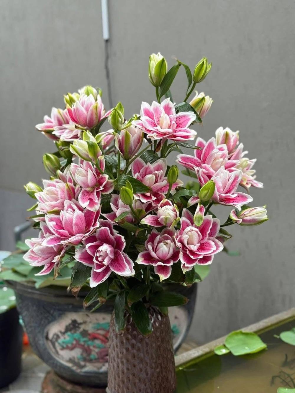 Hoa ly tăng giá mạnh, lên tới 1 triệu đồng/10 bông. Ảnh: Quỳnh Chi