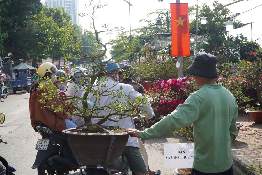 Những chậu hoa được người dân mua