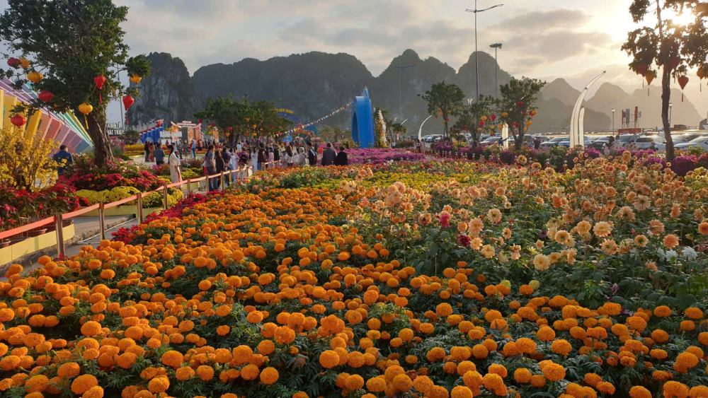 하롱베이 해안의 꽝닌성 꽃 대로가 음력 12월 28일부터 설날 6일까지 이어집니다. 사진: 응우옌훙