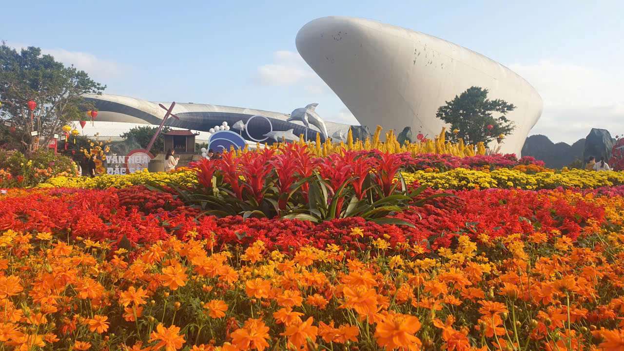 Sắc màu Đại lộ hoa bên bờ vịnh Hạ Long. Ảnh: Nguyễn Hùng