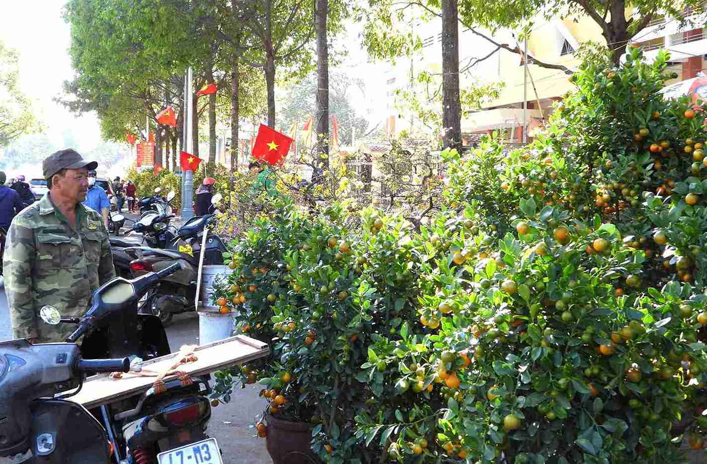 올해 닥락성 중심부의 설날 분재 시장은 매우 다양하고 풍부합니다. 사진: 롱주