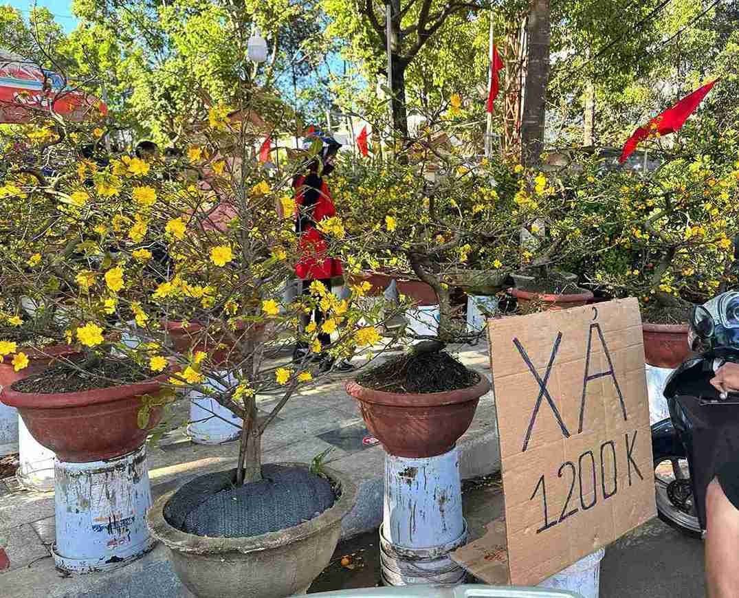 Khu vực bán mai của anh Huy hạ giá bán còn 1,2 triệu đồng/chậu. Ảnh: Long Du