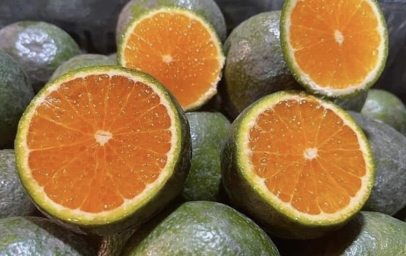 Fresh orange juice is one of the simplest ways to relieve alcohol after Tet meals for workers. Photo: Kieu Vu