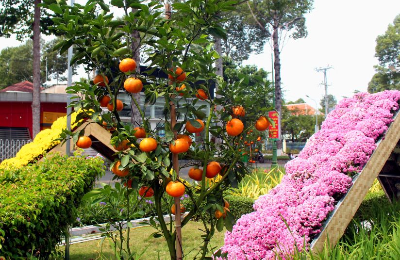 Tại đường hoa, bố trí nhiều đặc sản của Đồng Tháp như: quýt hồng Lai Vung. Ảnh: Thanh Mai