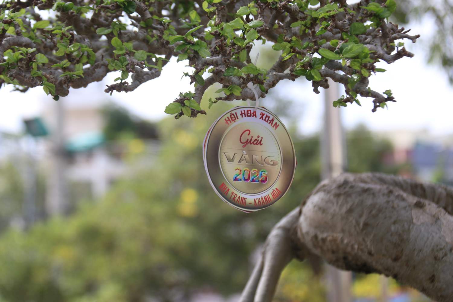 Cây duối độc lạ được rao bán với giá gần 2 tỉ đồng. Ảnh: Phương Linh