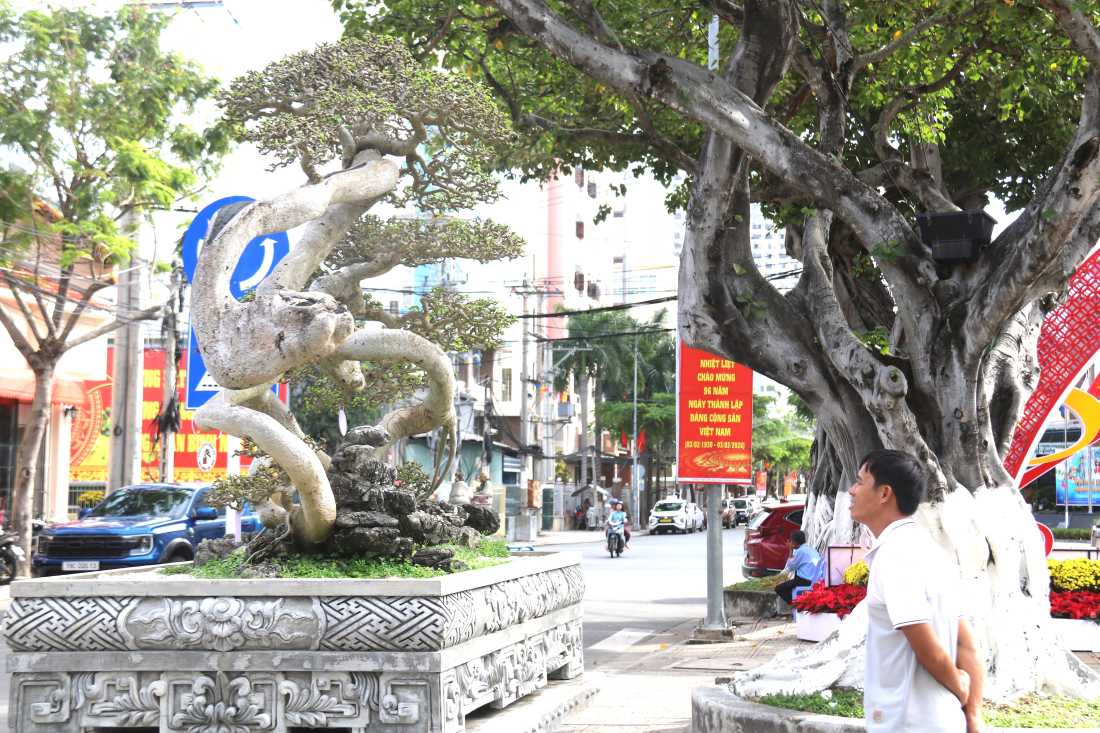 Cây duối có giá gần 2 tỉ đồng xuất hiện ở hội hoa xuân Nha trang - Khánh Hòa. Ảnh: Phương Linh