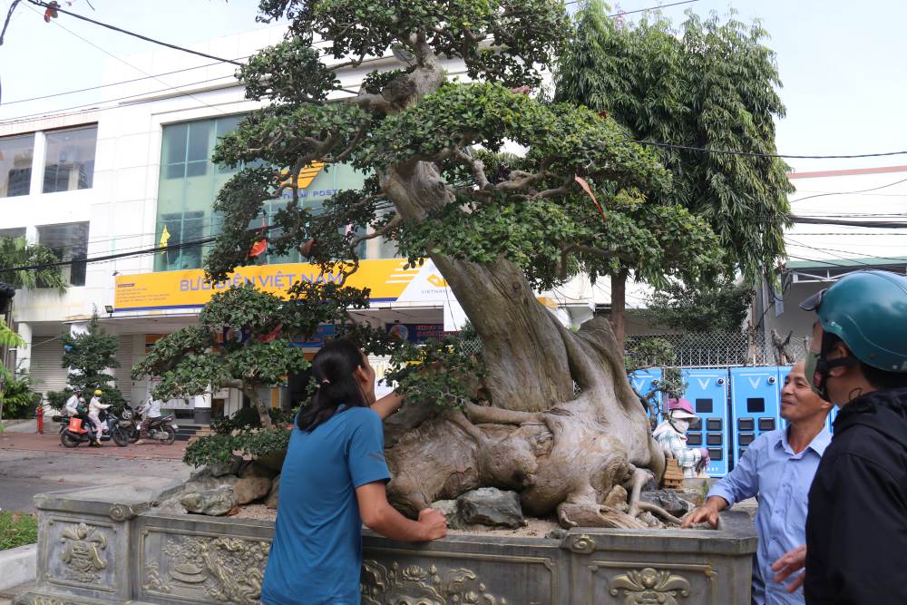 Cây duối giá 500 triệu được đánh giá tuổi đời trăm năm. Ảnh: Phương Linh