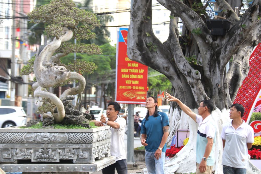 Admire the unique duối tree offered for sale by its owner for nearly 2 billion VND at the Nha Trang-Khanh Hoa spring flower festival. Photo: Phuong Linh