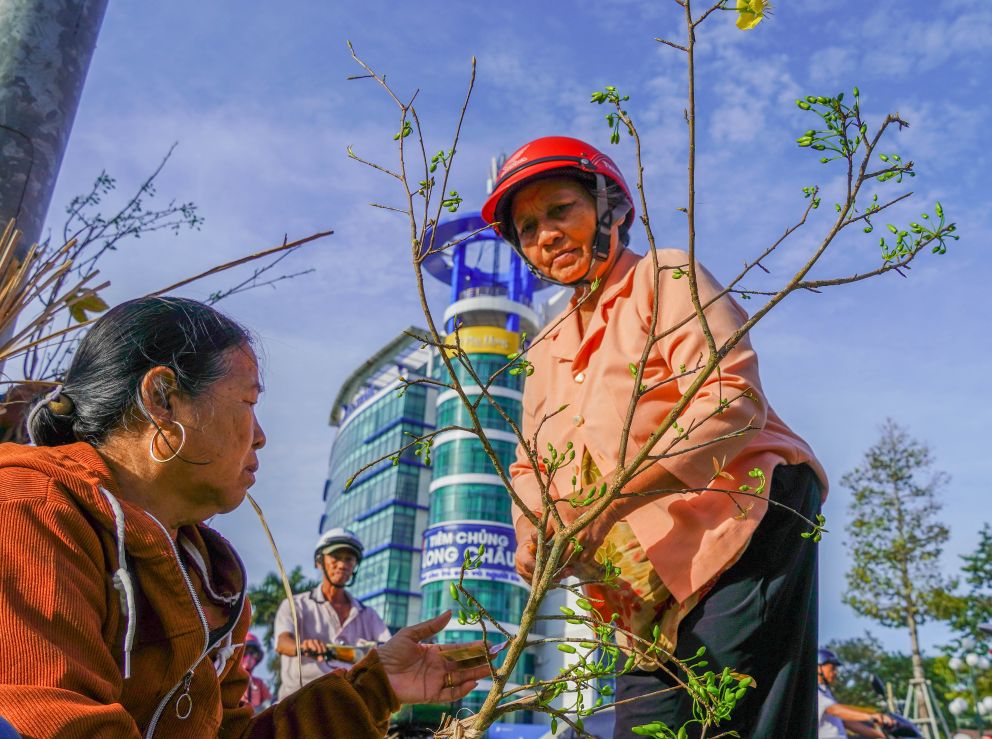Người mua chăm chú ngắm nụ, chọn dáng mai đẹp. Ảnh: Phương Anh