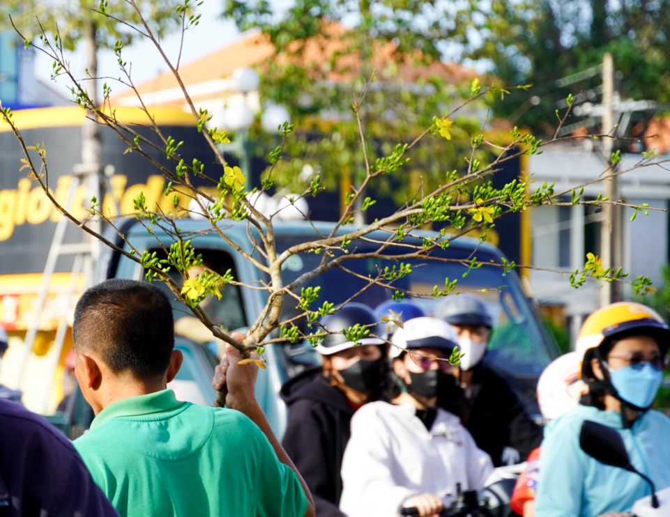 Không khí Tết lan tỏa từ những nhánh mai nhiều nụ, sắp bung nở. Ảnh: Phương Anh