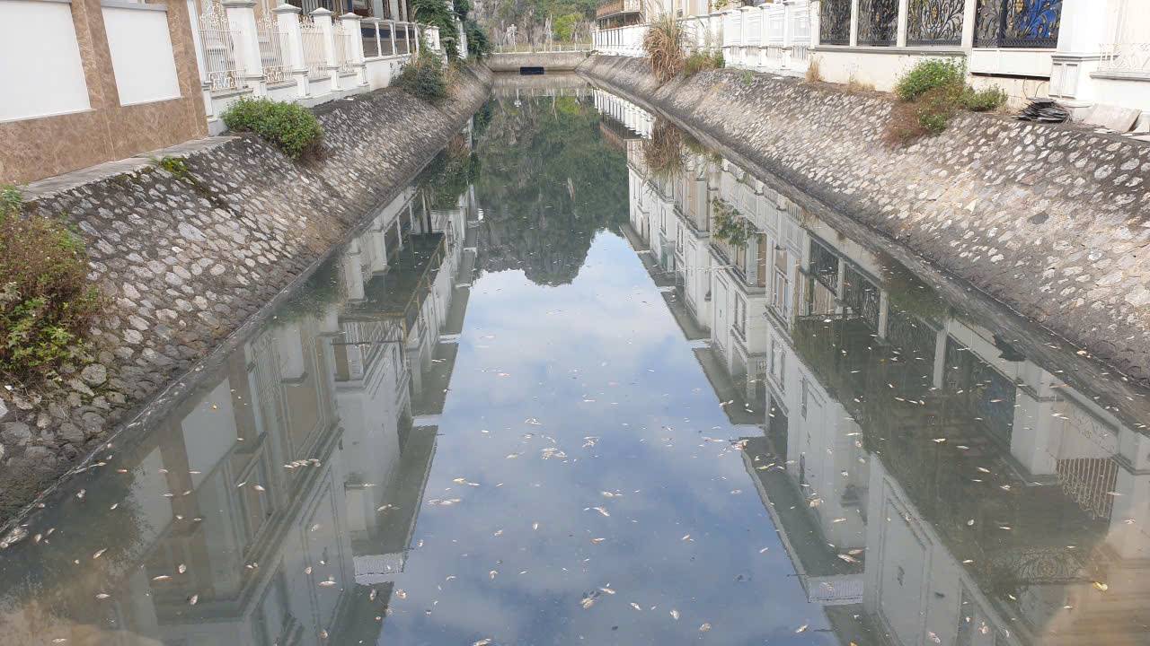 Cá chết nổi kín mặt kênh. Ảnh: Nguyễn Hùng