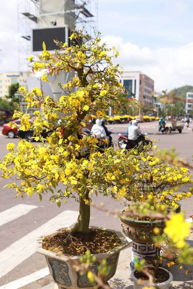 Chậu mai rực sắc vàng trưng bày bên vệ đường mời chào khách. Ảnh: Hoài Phương
