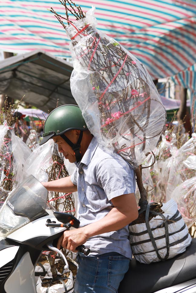 Ông Cường chọn mua cây đào với giá 300.000 đồng để chơi Tết. Ảnh: Hoài Phương