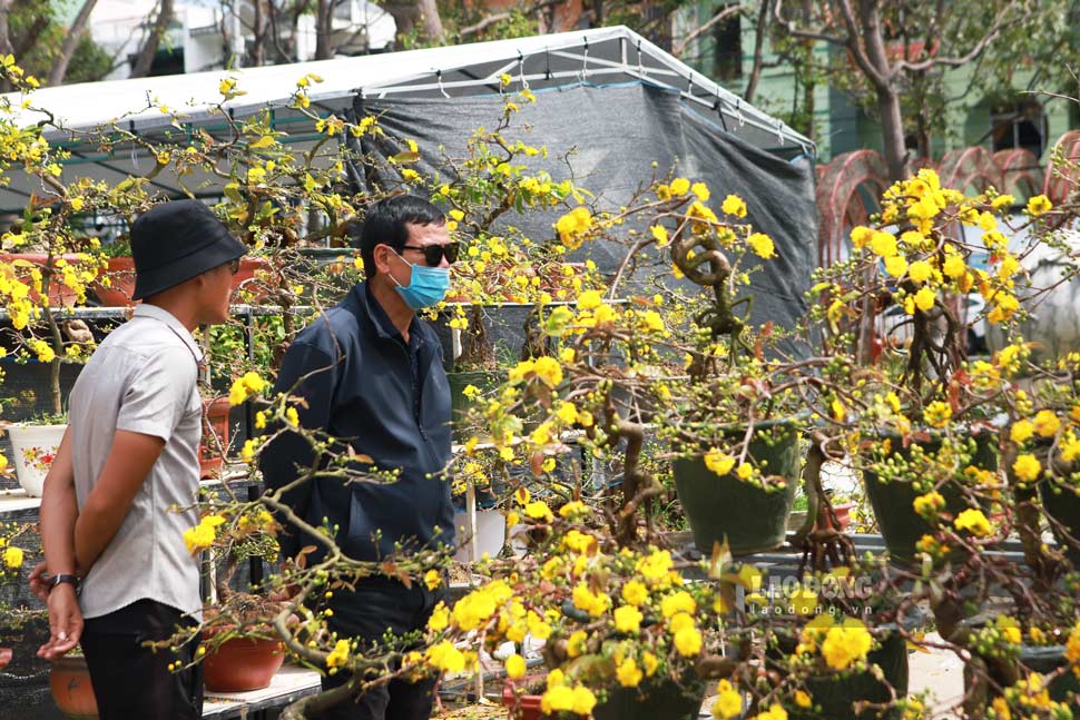 Người dân chọn hoa mai chơi Tết. Ảnh: Hoài Phương