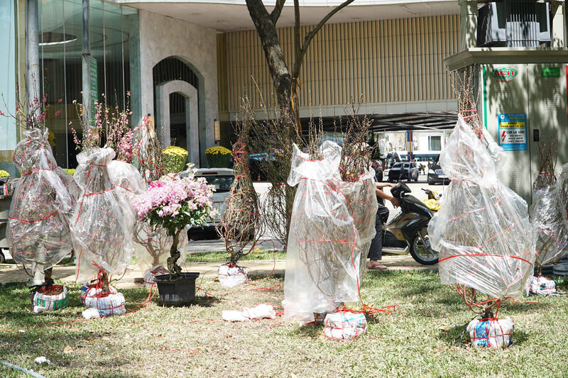 Hoa đào còn 100.000-200.000 đồng/cây.