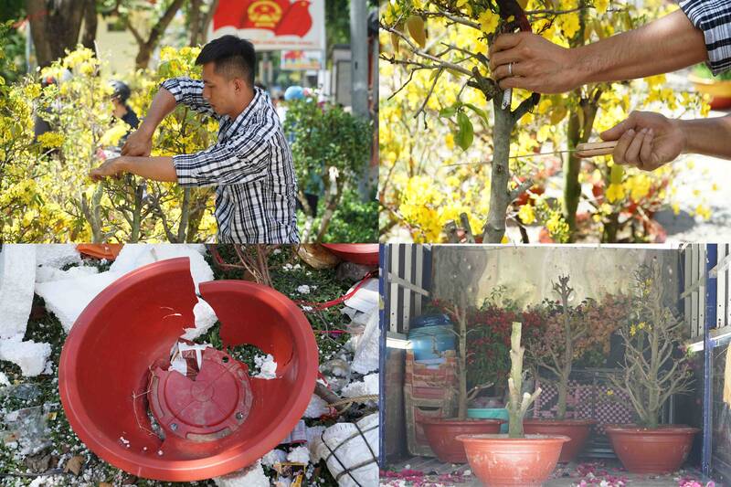 Số lượng hoa còn lại được các nhà vườn cắt cành để vận chuyển về.