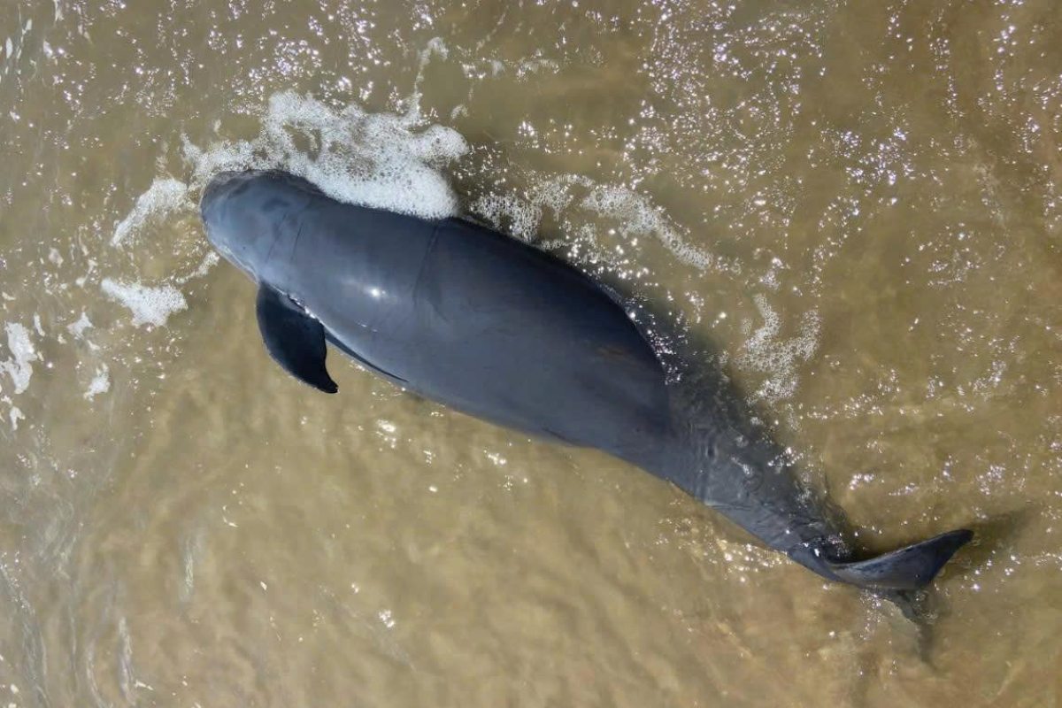 붕따우 해변으로 떠밀려 온 까옹. 사진: T.H. T