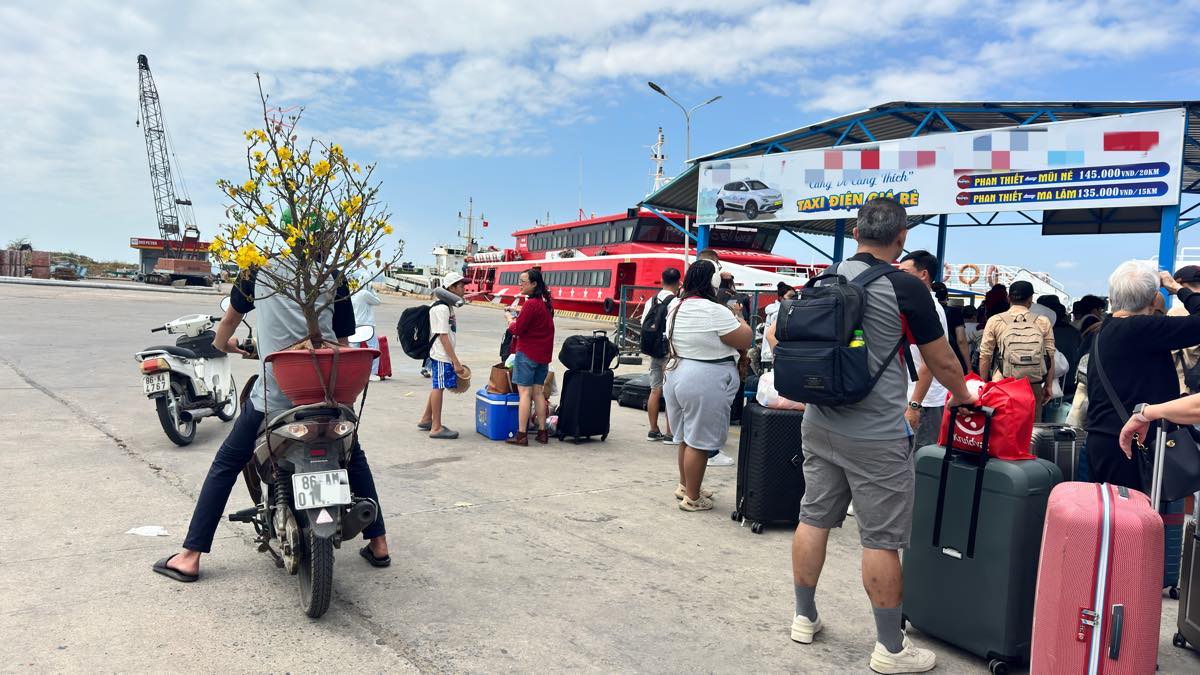 Một cây mai vàng được chở đến tàu để đưa ra đảo Phú Quý. Ảnh: Duy Tuấn