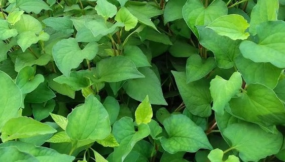 Fish lettuce can support kidney detoxification and healthy liver when processed properly. Photo: Kieu Vu