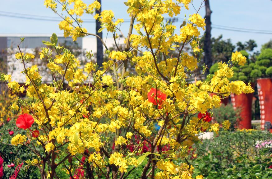 Rực rỡ sắc vàng tươi cau mai vàng. Ảnh: Thanh Mai