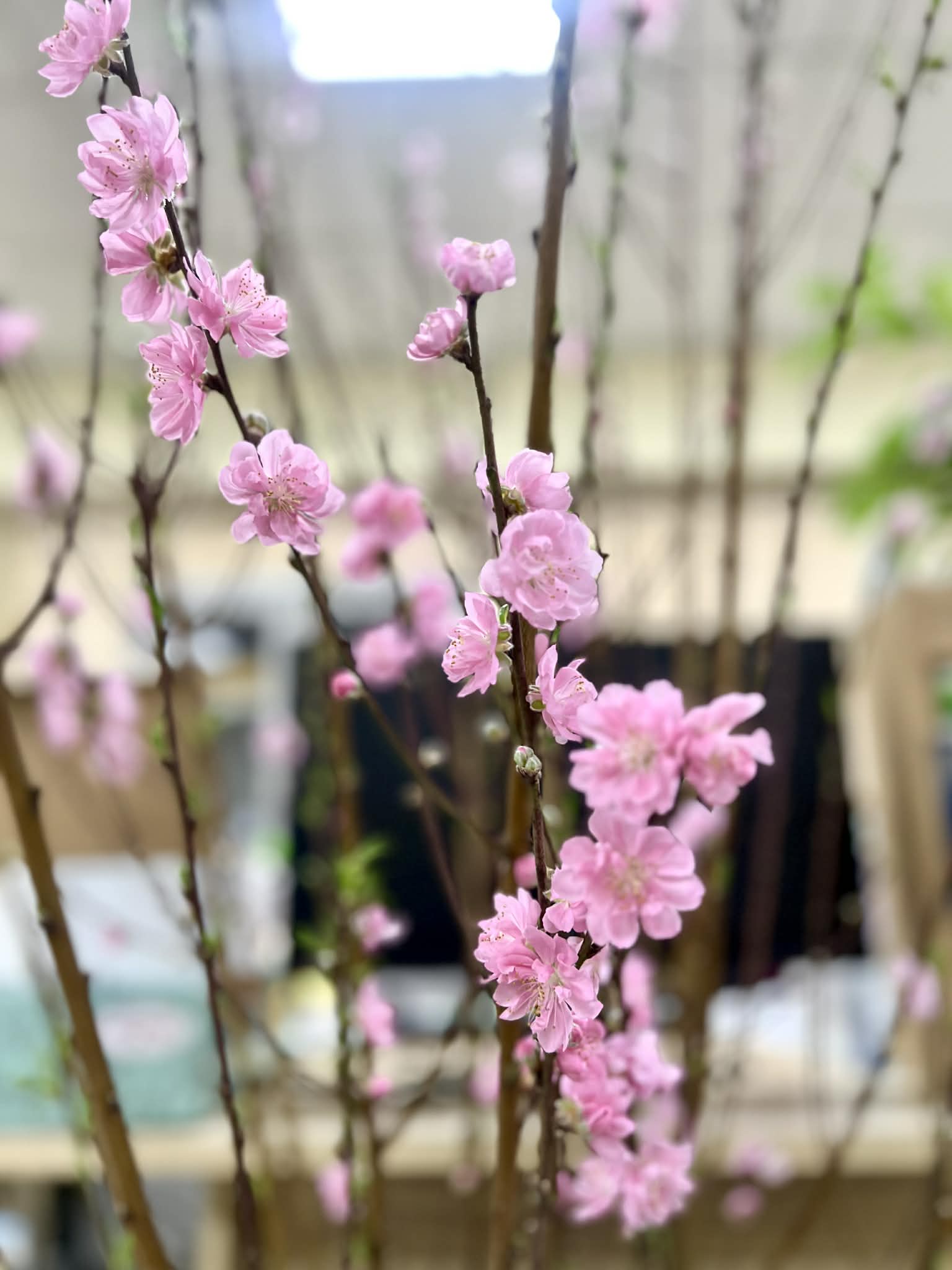 On Tet, arranging fresh flowers such as peach blossoms, apricot blossoms, chrysanthemums or lilies not only beautifies the space but also carries the meaning of luck and prosperity. Photo: Huyen Anh
