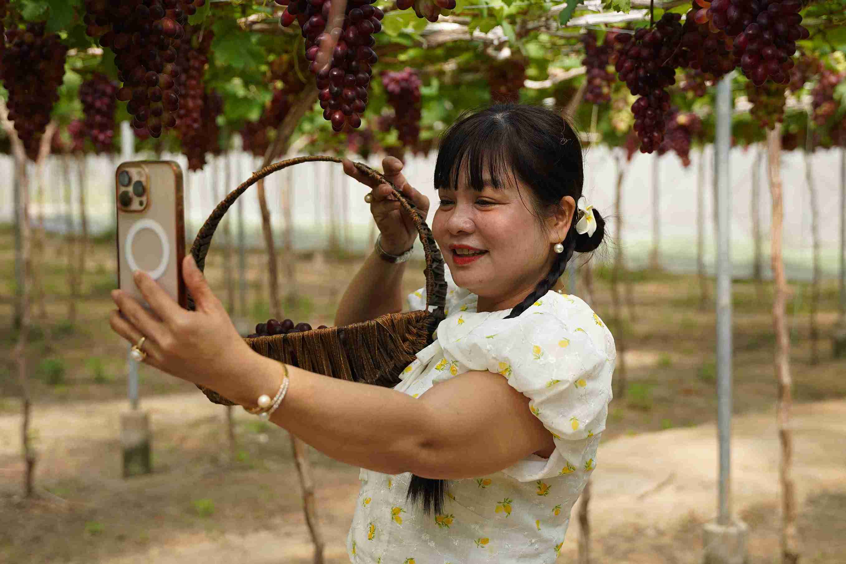 Trend of tourists playing ornamental grapes during Tet. Photo: Huu Long