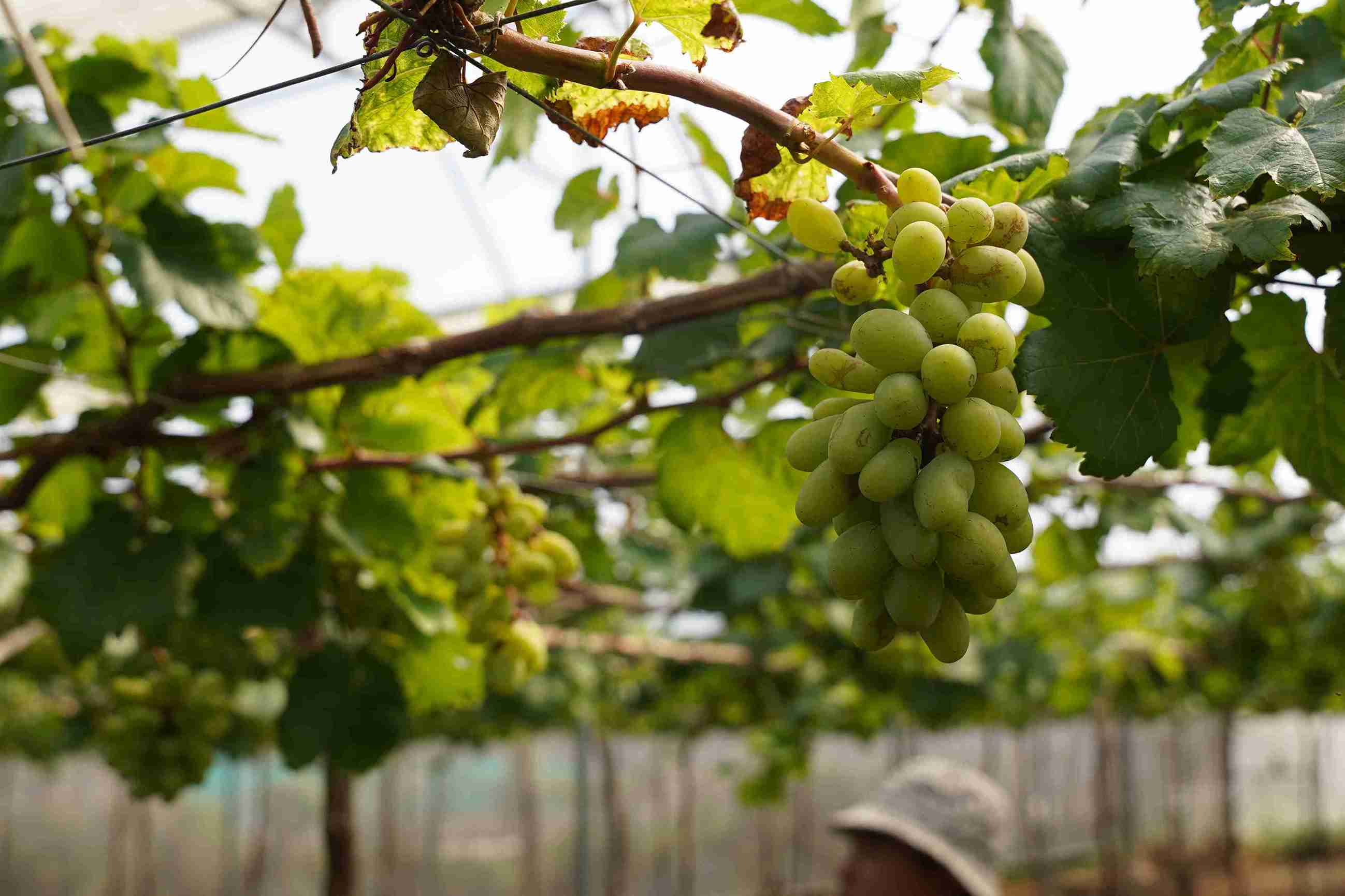 Nho cảnh được trồng trong chậu và tạo dáng uốn lượn, thân gốc chắc khỏe. Ảnh: Hữu Long