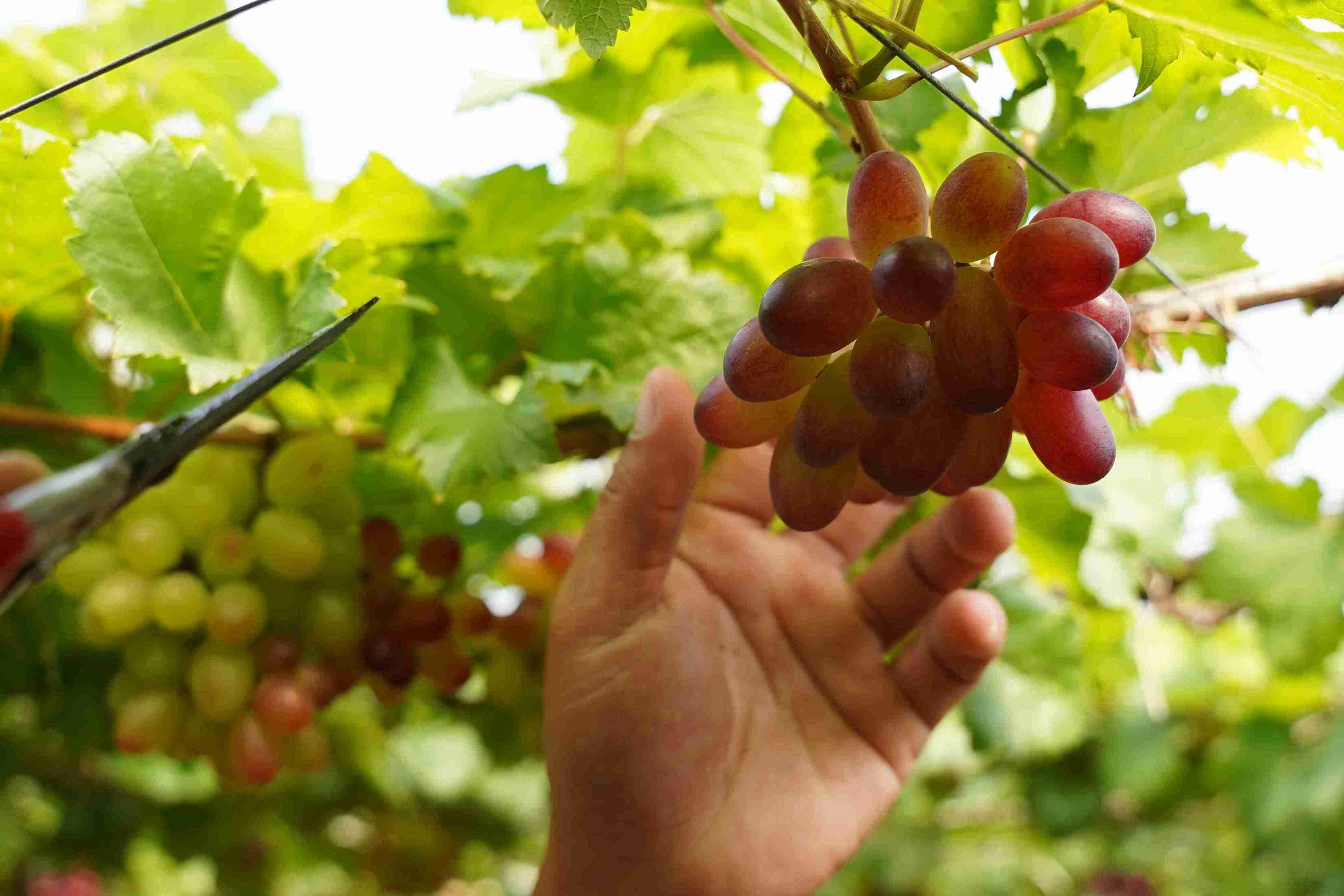 Nhiều vườn bắt đầu “cháy hàng” do khách đặt mua từ sớm, chủ yếu đến từ TPHCM, Đồng Nai và các tỉnh miền Tây. Ảnh: Hữu Long