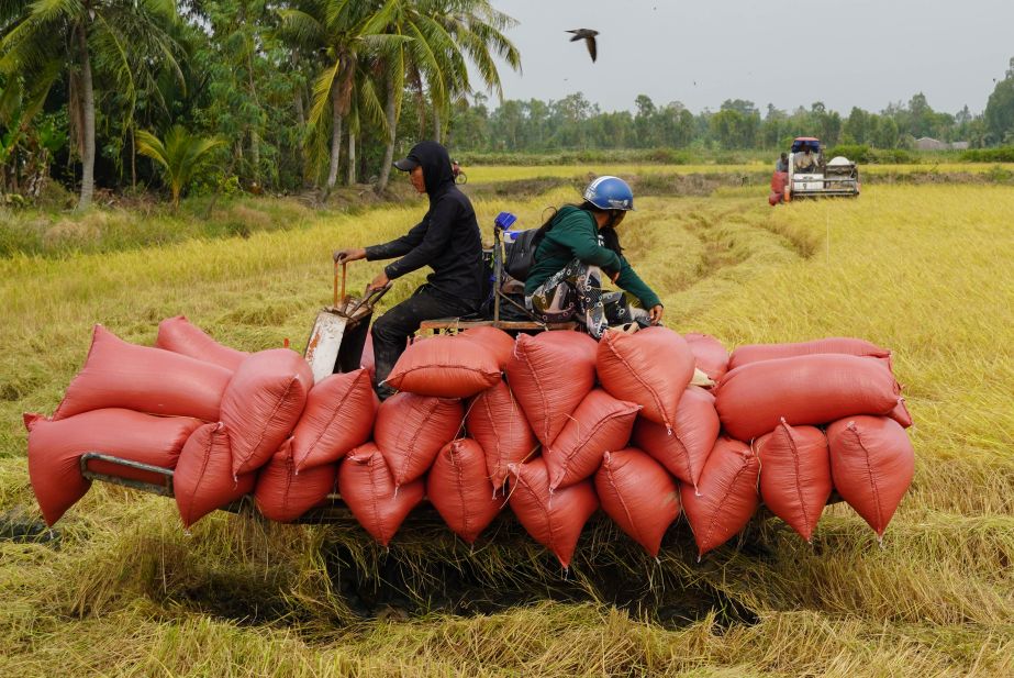 Tại vùng trồng lúa trên nền tôm của TP Cần Thơ nông dân cũng thu hoạch với năng suất, giá bán ổn định. Bình quân lúa ST25 có giá 7.400 đồng/kg. 