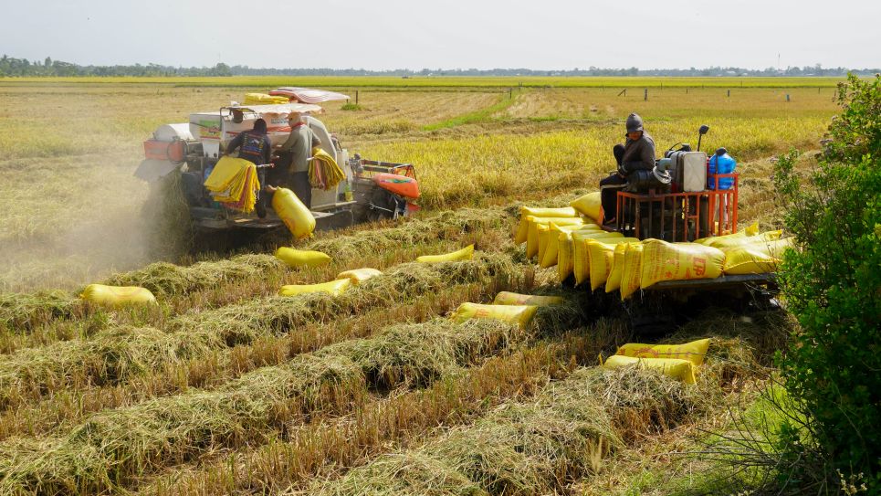 Những ngày này, trên nhiều cánh đồng lúa chất lượng cao tại TP Cần Thơ, không khí thu hoạch diễn ra khẩn trương dù đang vào những ngày Tết. 