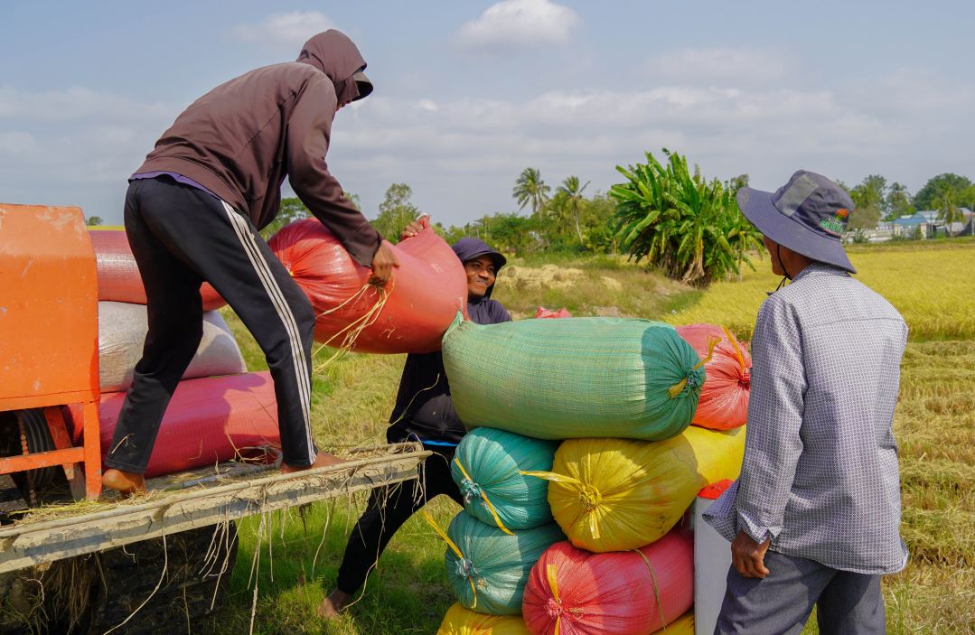 Ông Trần Khay (xã Tài Văn) chia sẻ vừa thu hoạch xong 10 ha lúa giống ST25 bán khoảng 7.100 đồng/kg, chi phí sản xuất mỗi công hơn 2 triệu đồng nên lợi nhuận không nhiều. “Có tiền ăn Tết nhưng thú thật là chưa vui trọn vẹn”, ông nói.