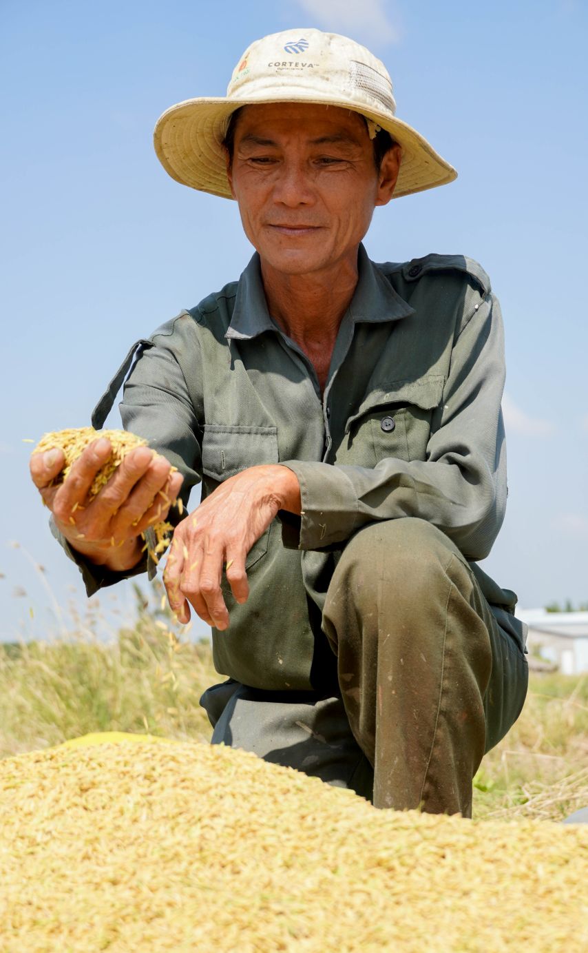 Ông Mã Văn Hồng - Giám đốc HTX Nông ngư Hòa Đê (xã Hòa Tú, TP Cần Thơ)  thay vì bán lúa tươi, gia đình giữ lại để xay xát bán gạo. “Gạo ST25 vùng tôm - lúa được khách đặt trước, giá bán do người tiêu dùng đề xuất. Trước đây chỉ khoảng 22.000 đồng/kg, sau đó lên 30.000 đồng/kg và hiện nay khoảng 35.000 đồng/kg” ông Hồng cho biết.