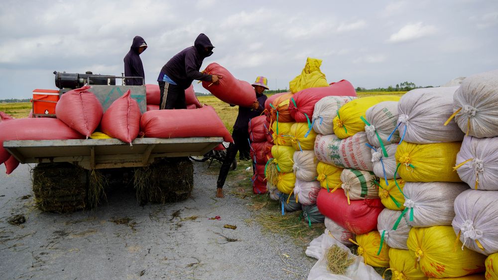 Theo ghi nhận giá lúa vụ Đông Xuân 2025 - 2026 ở mức thấp hơn cùng kỳ. Giao động từ 6.100 - 7.300 đồng/kg tùy loại lúa; một số nơi nông dân liên kết trồng lúa giống ST25 có giá cao hơn khoảng 1.000 - 2.000 đồng/kg.