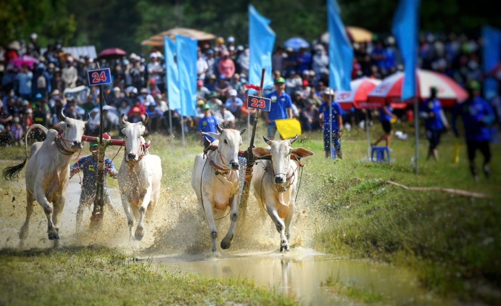 Lễ hội đua bò thu hút người dân, du khách đến xem, cổ vũ. Ảnh: Phương Vũ