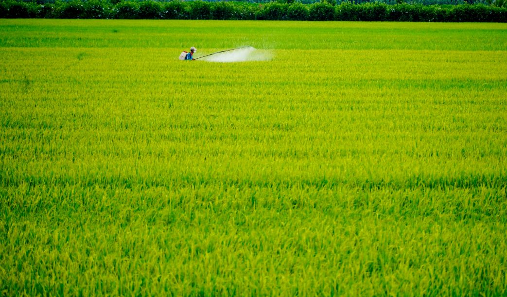 Giữa không khí du Xuân, nông dân vẫn lặng lẽ giữ mùa ngoài đồng. Ảnh: Phương Anh