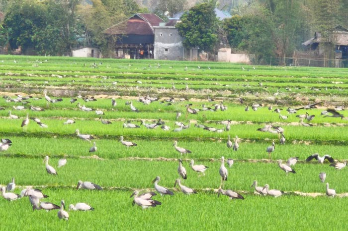 Rare squirrel appears in Dien Bien. Photo: Dung Vu