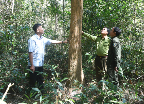 Tết Nguyên đán, Ban quản lý rừng phải điều động nhân viên bảo vệ thường xuyên cánh rừng đặc dụng. Ảnh: Hoài Tiến