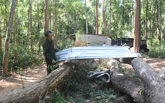 Mr. A Thoa - a forest protection worker, has to be on duty, guarding the green forest and even the dry, broken and fallen rosewood trees. Photo: Hoai Tien