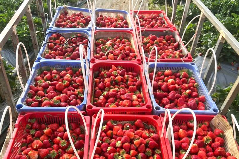 Dâu tây chín rộ nghững ngày Tết, nhà vườn phải thu hoạch, xử lý trữ kho lạnh để sau tết xử lý dần. Ảnh: Trường Sơn