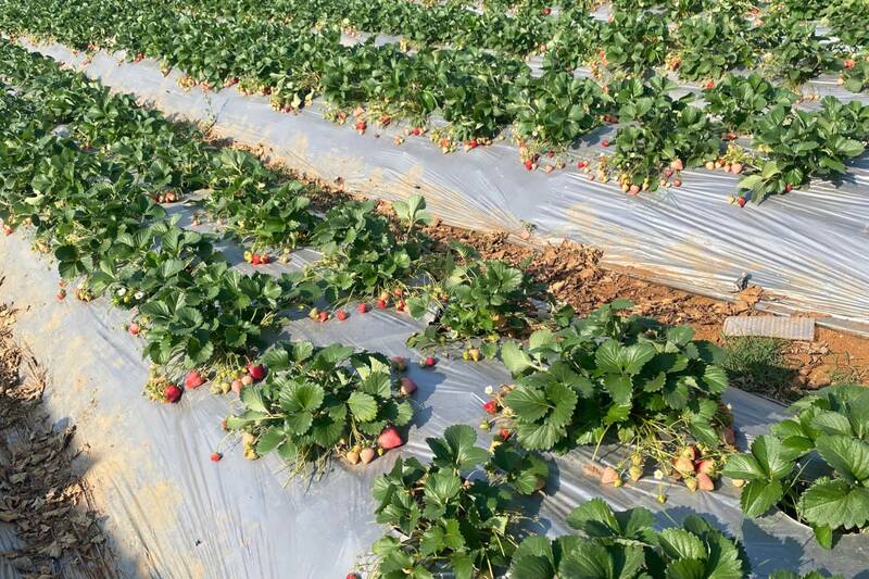 Nhiều vườn dâu khu vực Mai Sơn chín đỏ, không hái kịp. Ảnh: Trường Sơn