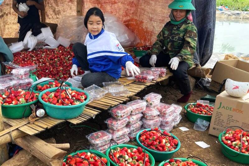 Strawberry growers in Son La are worried about not making a profit because prices have dropped sharply and labor costs are expensive. Photo: Truong Son