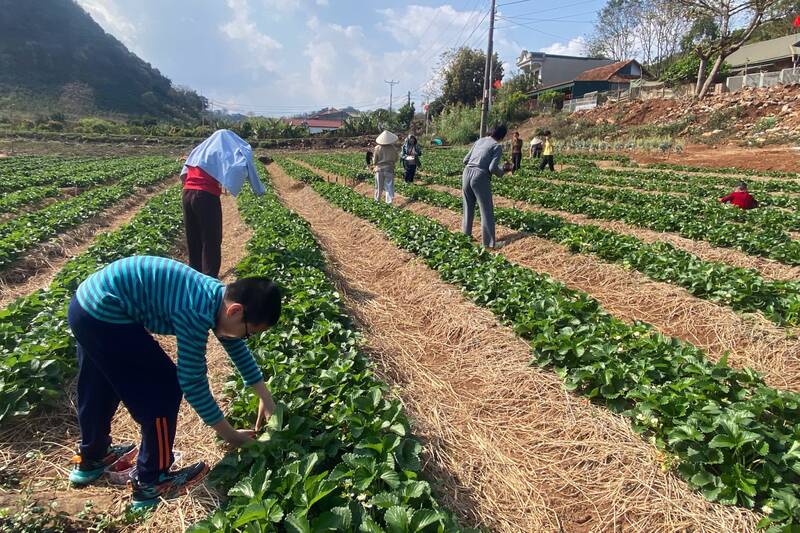 Nhiều vườn ở khu vực Mai Sơn cho người dân vào hái miễn phí. Ảnh: Trường Sơn
