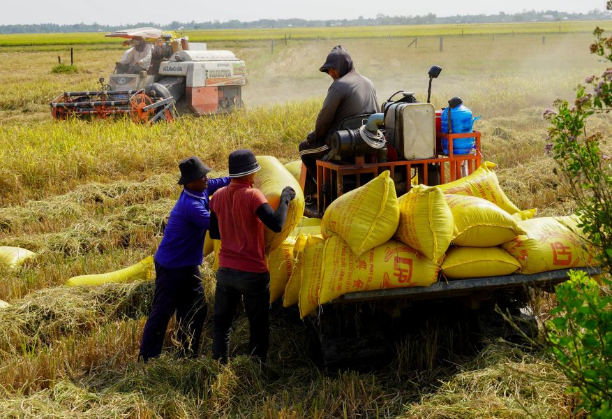 Lao động nông thôn ổn định thu nhập trên đồng ruộng. Ảnh: Phương Anh