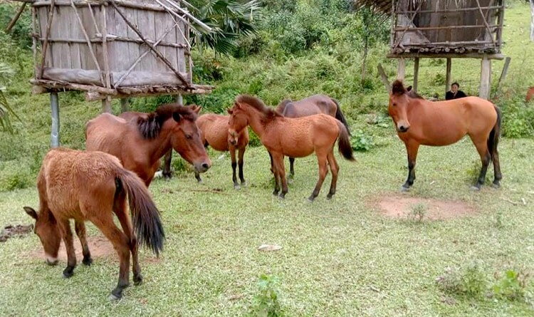 Rare Muong Long horse (Nghe An) is being actively preserved by the locality. Photo: Ngoc Anh