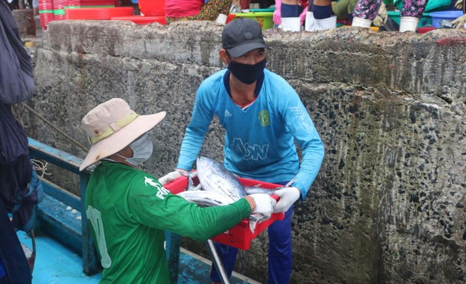 Ngư dân hối cả vận chuyển cá ngừ sọc dưa lên bờ trước khi bán cho thương lái. Ảnh: Bình Quý