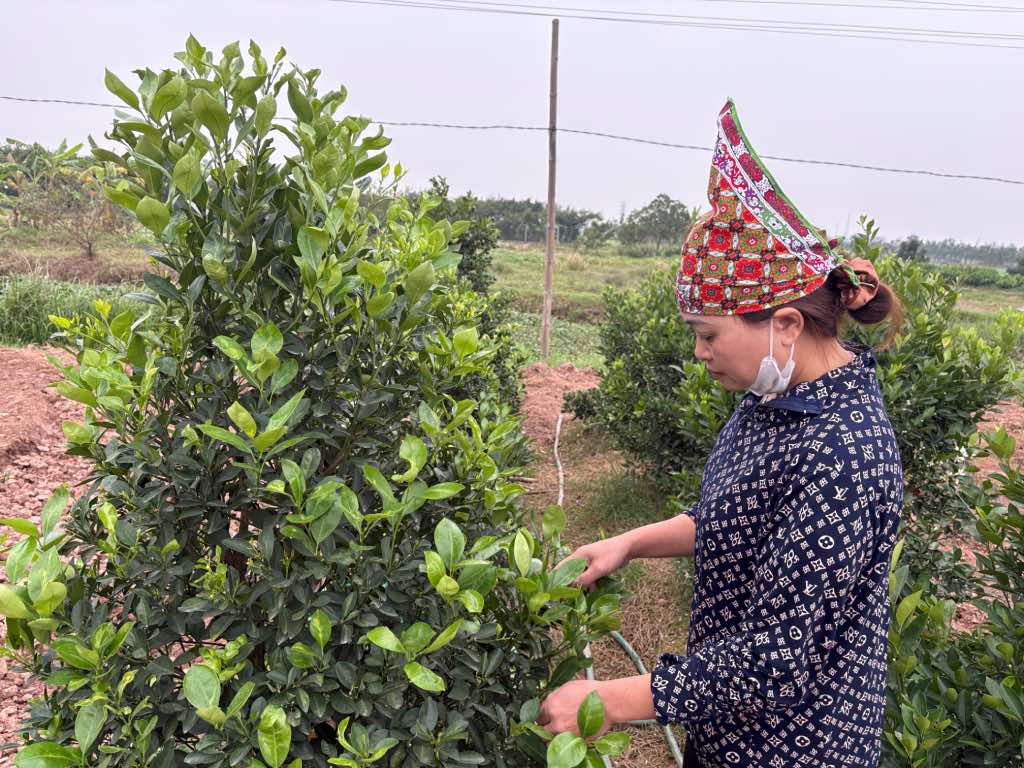 Ms. Vu Thi Lieu went to the garden to take care of kumquat trees right from the 3rd day of Tet Binh Ngo 2026. Photo: Bao Han