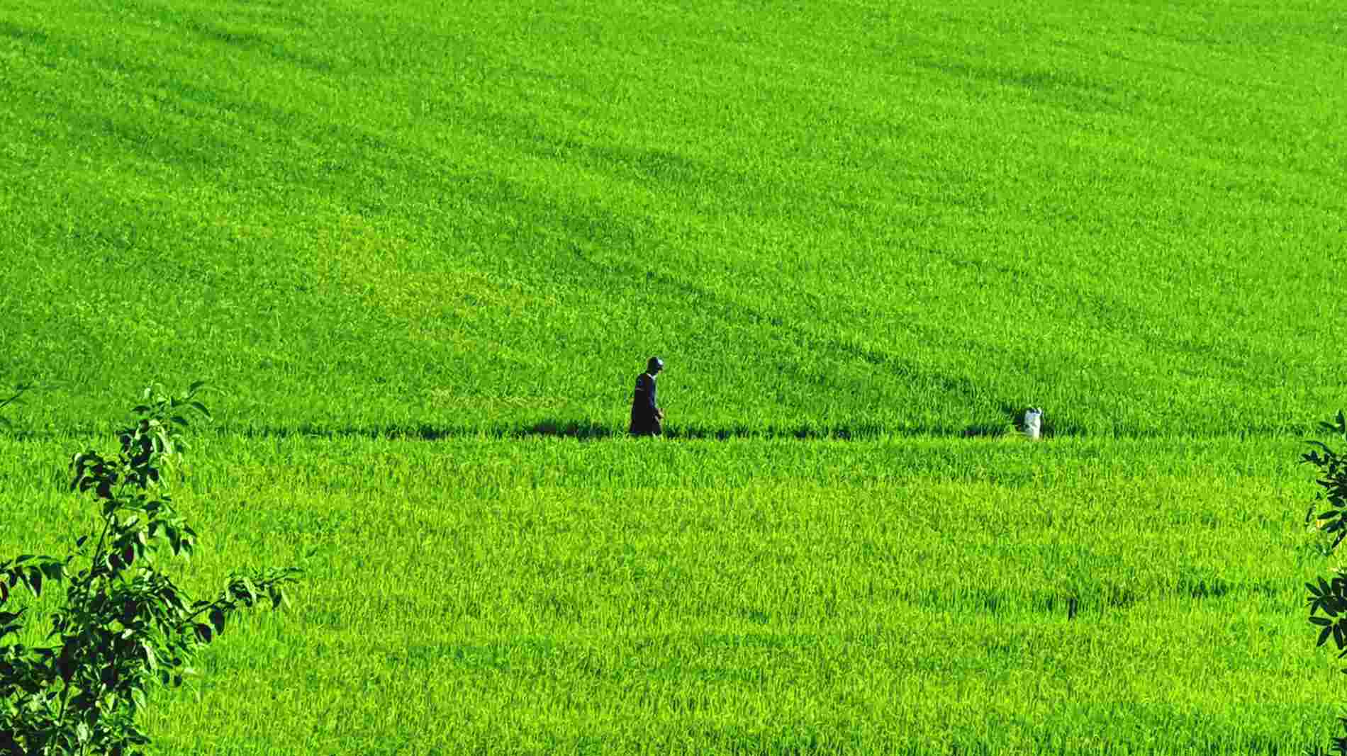 Ca Mau farmers visit the fields on the 3rd day of Tet. Photo: Nhat Ho.