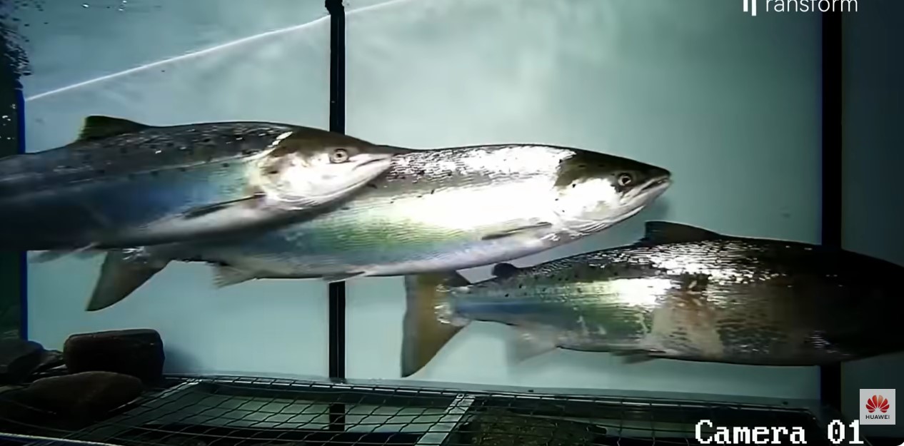 Artificial intelligence can distinguish between two species of salmon and classify them. Photo: Cut from video