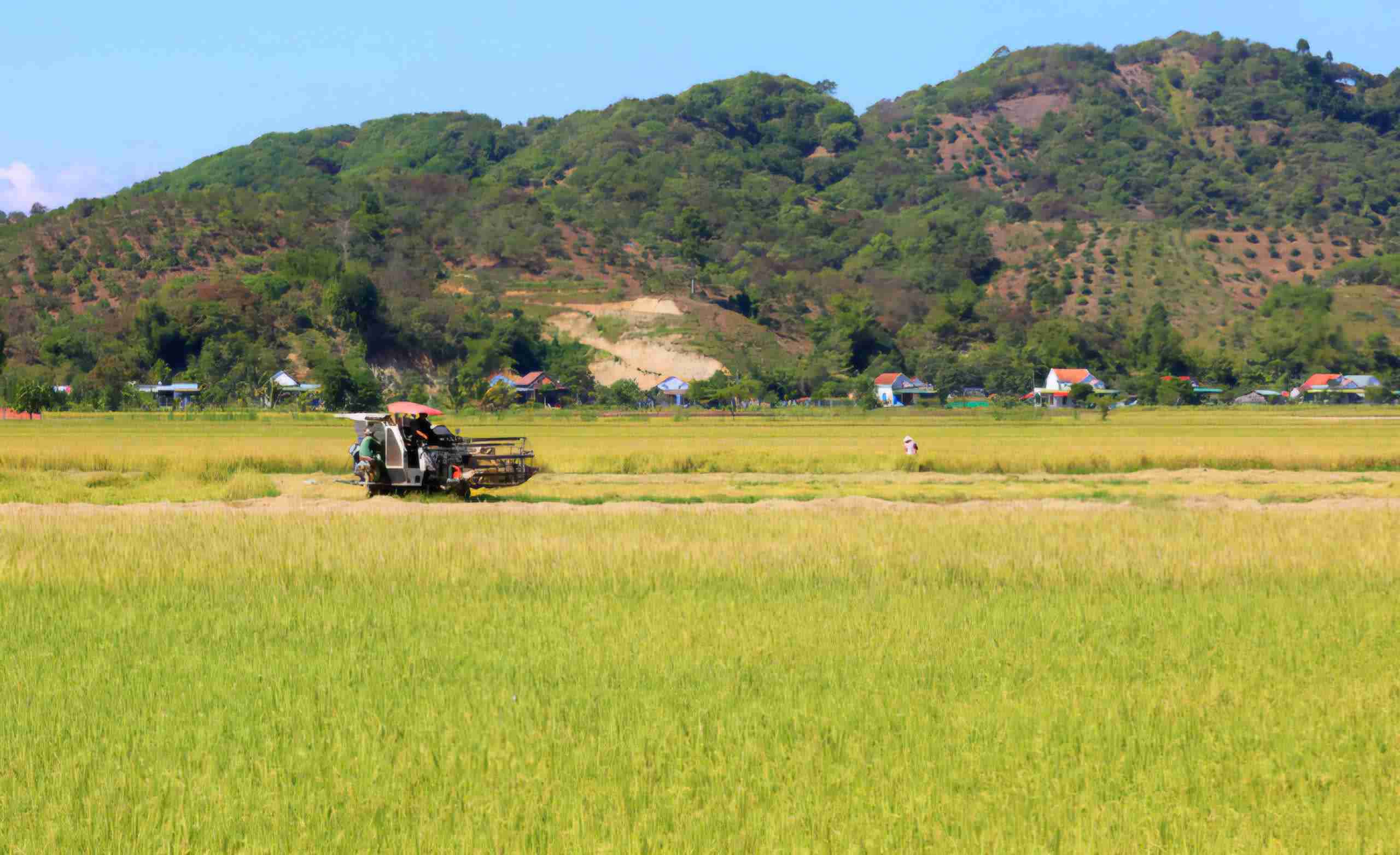 Từ giữa tháng 1.2026 (đầu tháng Chạp năm Ất Tỵ) là thời điểm vào thu hoạch nếp quýt để phục vụ thị trường Tết. Ảnh: Phúc Khánh 